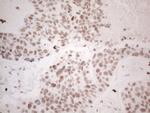 NR2C2 Antibody in Immunohistochemistry (Paraffin) (IHC (P))