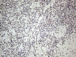 NR2C2 Antibody in Immunohistochemistry (Paraffin) (IHC (P))