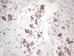 NR2C2 Antibody in Immunohistochemistry (Paraffin) (IHC (P))