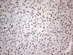 NR2C2 Antibody in Immunohistochemistry (Paraffin) (IHC (P))