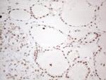 NR2C2 Antibody in Immunohistochemistry (Paraffin) (IHC (P))