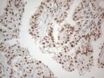 NR2C2 Antibody in Immunohistochemistry (Paraffin) (IHC (P))