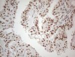 NR2C2 Antibody in Immunohistochemistry (Paraffin) (IHC (P))