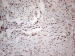 NR2C2 Antibody in Immunohistochemistry (Paraffin) (IHC (P))