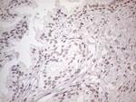 NR2C2 Antibody in Immunohistochemistry (Paraffin) (IHC (P))