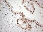 NR2C2 Antibody in Immunohistochemistry (Paraffin) (IHC (P))