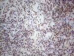 NR2C2 Antibody in Immunohistochemistry (Paraffin) (IHC (P))