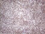 NR2C2 Antibody in Immunohistochemistry (Paraffin) (IHC (P))