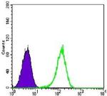 Glucocorticoid Receptor Antibody in Flow Cytometry (Flow)