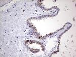 NR4A3 Antibody in Immunohistochemistry (Paraffin) (IHC (P))