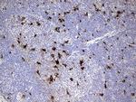 NR4A3 Antibody in Immunohistochemistry (Paraffin) (IHC (P))