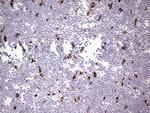 NR4A3 Antibody in Immunohistochemistry (Paraffin) (IHC (P))