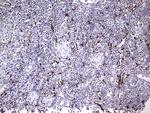 NR4A3 Antibody in Immunohistochemistry (Paraffin) (IHC (P))