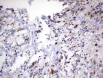 NR4A3 Antibody in Immunohistochemistry (Paraffin) (IHC (P))