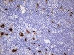 NR4A3 Antibody in Immunohistochemistry (Paraffin) (IHC (P))