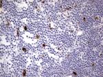 NR4A3 Antibody in Immunohistochemistry (Paraffin) (IHC (P))