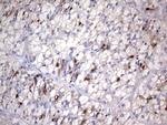 NR4A3 Antibody in Immunohistochemistry (Paraffin) (IHC (P))