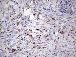 NR4A3 Antibody in Immunohistochemistry (Paraffin) (IHC (P))