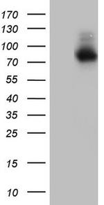 NR4A3 Antibody in Western Blot (WB)