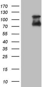 NR4A3 Antibody in Western Blot (WB)