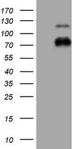 NR4A3 Antibody in Western Blot (WB)