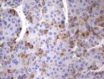 NRBF2 Antibody in Immunohistochemistry (Paraffin) (IHC (P))