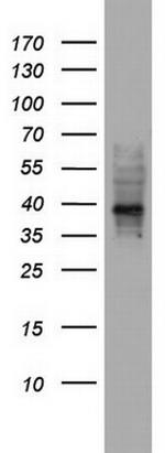 NRBF2 Antibody in Western Blot (WB)