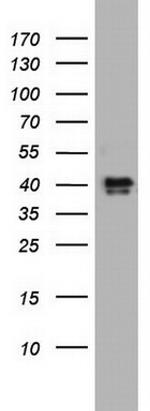 NRBF2 Antibody in Western Blot (WB)