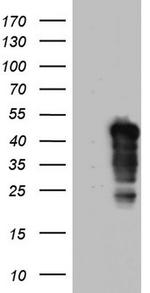 NRBF2 Antibody in Western Blot (WB)