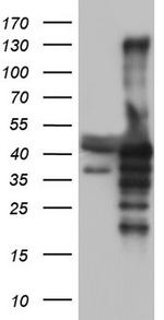 NRBF2 Antibody in Western Blot (WB)