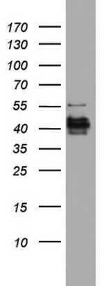 NRBF2 Antibody in Western Blot (WB)