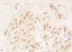 NRIP Antibody in Immunohistochemistry (IHC)