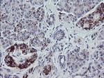 NRIP3 Antibody in Immunohistochemistry (Paraffin) (IHC (P))