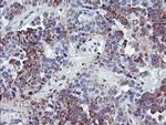 NRIP3 Antibody in Immunohistochemistry (Paraffin) (IHC (P))