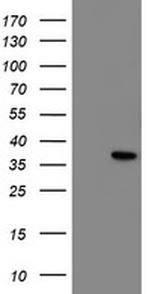 NRIP3 Antibody in Western Blot (WB)