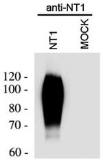 NTSR1 Antibody in Western Blot (WB)