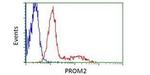 DDK Antibody in Flow Cytometry (Flow)