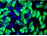 DDK Antibody in Immunocytochemistry (ICC/IF)