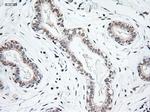 NT3 Antibody in Immunohistochemistry (Paraffin) (IHC (P))