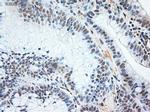 NT3 Antibody in Immunohistochemistry (Paraffin) (IHC (P))