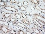 NT3 Antibody in Immunohistochemistry (Paraffin) (IHC (P))