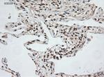 NT3 Antibody in Immunohistochemistry (Paraffin) (IHC (P))