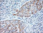 NT3 Antibody in Immunohistochemistry (Paraffin) (IHC (P))