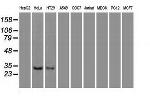 NT3 Antibody in Western Blot (WB)