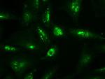 NT4 Antibody in Immunocytochemistry (ICC/IF)