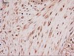 NT4 Antibody in Immunohistochemistry (Paraffin) (IHC (P))