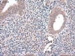 NT4 Antibody in Immunohistochemistry (Paraffin) (IHC (P))