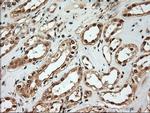 NT4 Antibody in Immunohistochemistry (Paraffin) (IHC (P))