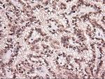 NT4 Antibody in Immunohistochemistry (Paraffin) (IHC (P))