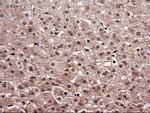 NT4 Antibody in Immunohistochemistry (Paraffin) (IHC (P))